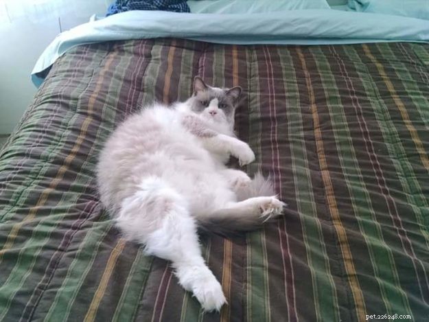 Ragdoll Cats in Relaxed, Floppy Poses: Delightful Photographs
