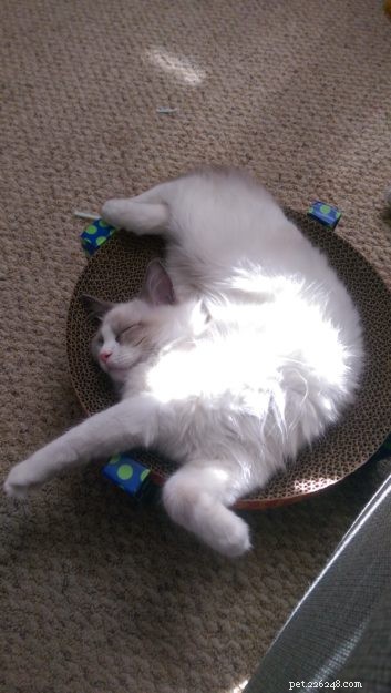 Ragdoll Cats in Relaxed, Floppy Poses: Delightful Photographs