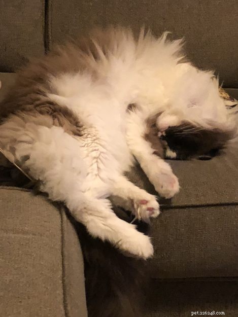 Ragdoll Cats in Relaxed, Floppy Poses: Delightful Photographs