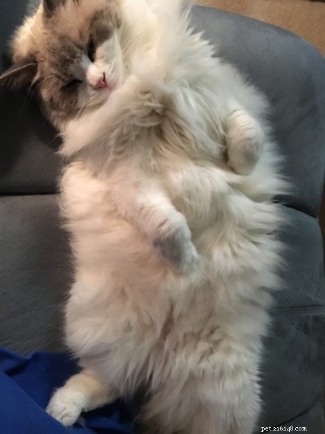 Ragdoll Cats in Relaxed, Floppy Poses: Delightful Photographs