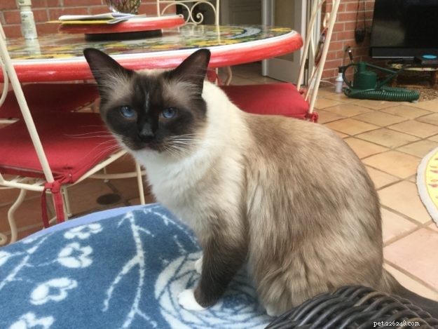 Minkie: The Ragdoll Who Became Our Family s Comfort and Healing Companion