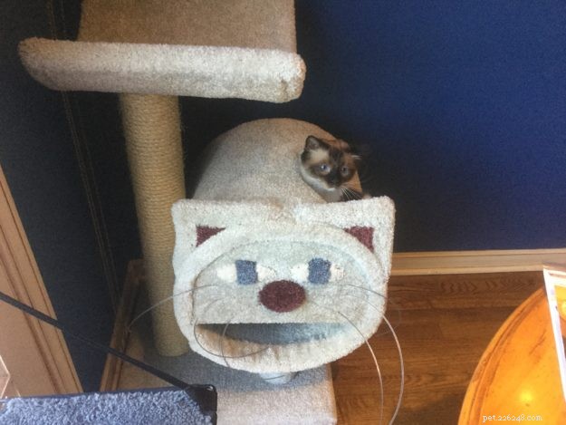 Minkie: The Ragdoll Who Became Our Family s Comfort and Healing Companion