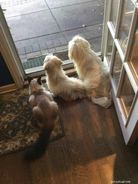 Minkie: The Ragdoll Who Became Our Family s Comfort and Healing Companion