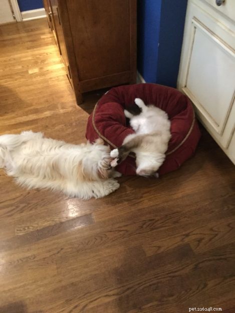 Minkie: The Ragdoll Who Became Our Family s Comfort and Healing Companion