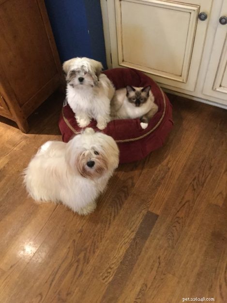 Minkie: The Ragdoll Who Became Our Family s Comfort and Healing Companion