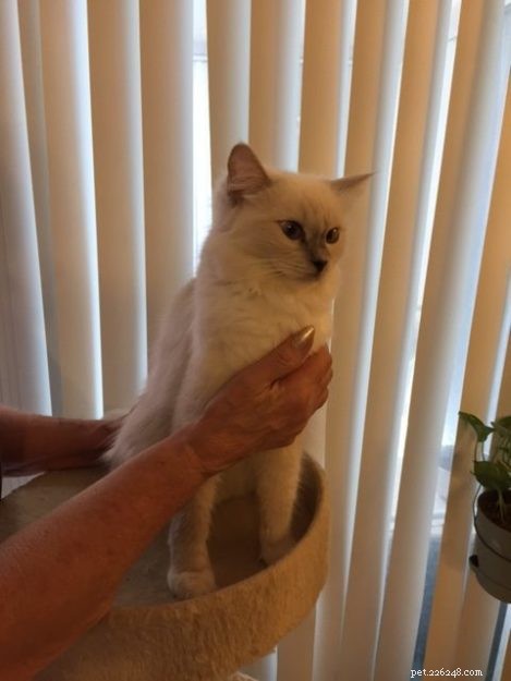 Meet Snow: The Enchanting Ragdoll Cat Featured This Week