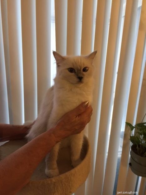 Meet Snow: The Enchanting Ragdoll Cat Featured This Week