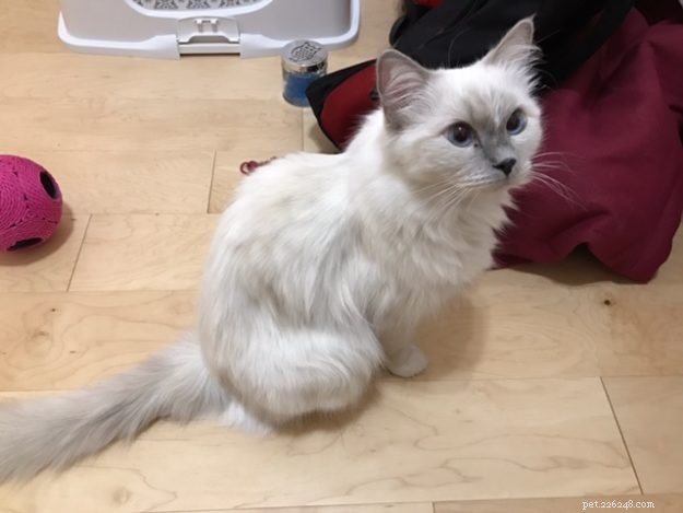 Meet Snow: The Enchanting Ragdoll Cat Featured This Week