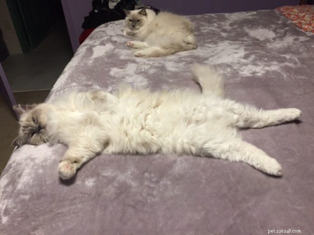 Meet Snow: The Enchanting Ragdoll Cat Featured This Week
