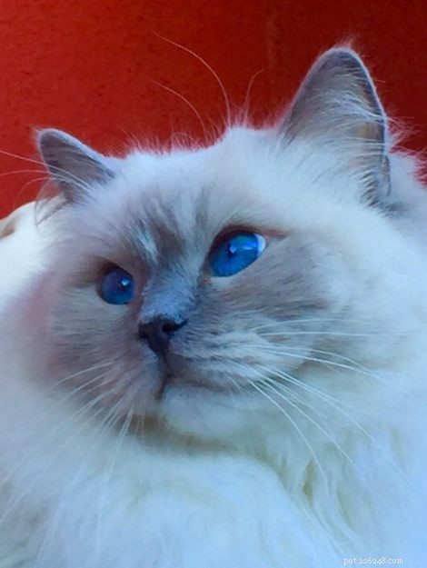 Meet Snow: The Enchanting Ragdoll Cat Featured This Week