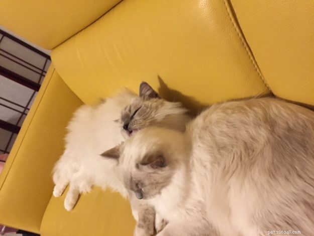 Meet Snow: The Enchanting Ragdoll Cat Featured This Week