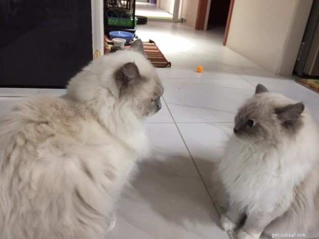 Meet Snow: The Enchanting Ragdoll Cat Featured This Week