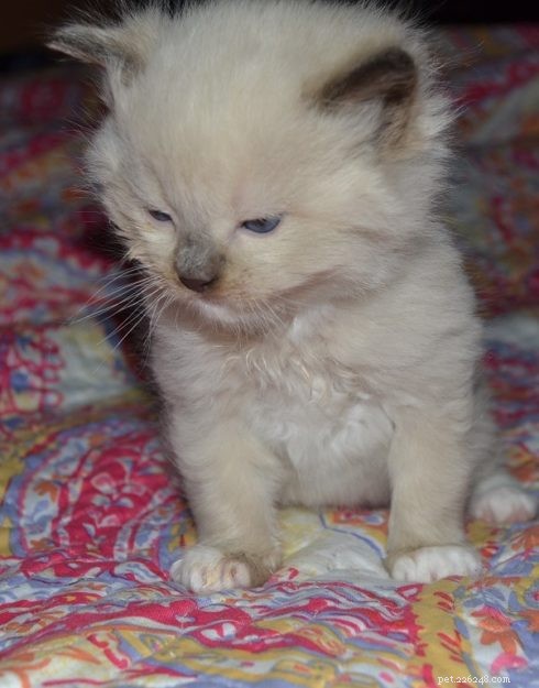 Meet Atom: The Tiny Ragdoll with Big Dreams