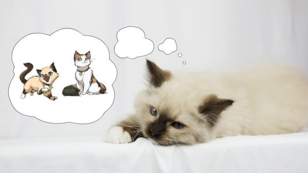 Meet Atom: The Tiny Ragdoll with Big Dreams