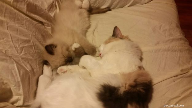 Meet Atom: The Tiny Ragdoll with Big Dreams