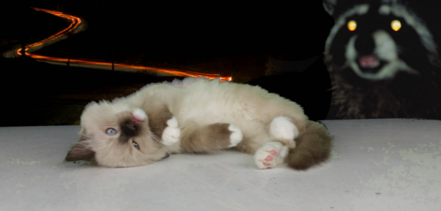 Meet Atom: The Tiny Ragdoll with Big Dreams