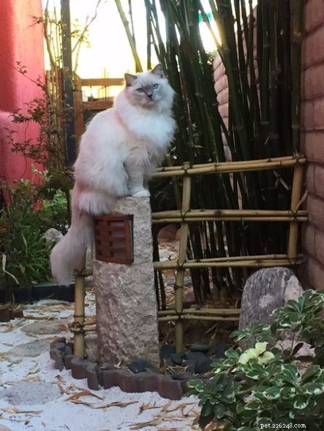 Meet Blue: The Charming Ragdoll Cat of Arizona