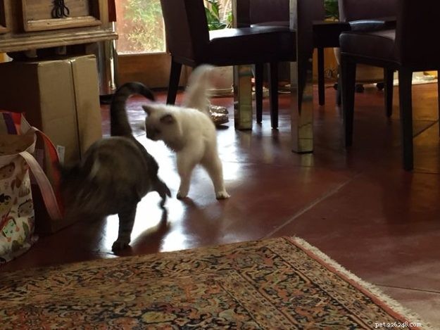 Meet Blue: The Charming Ragdoll Cat of Arizona