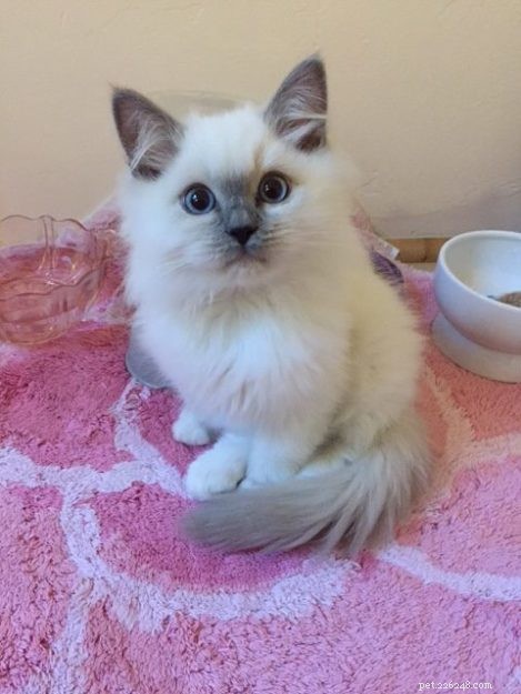 Meet Blue: The Charming Ragdoll Cat of Arizona