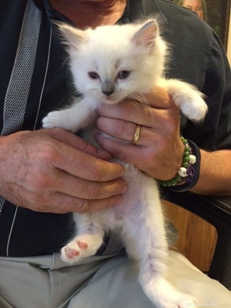Meet Blue: The Charming Ragdoll Cat of Arizona