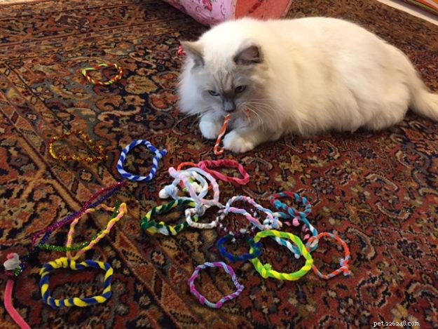 Meet Blue: The Charming Ragdoll Cat of Arizona
