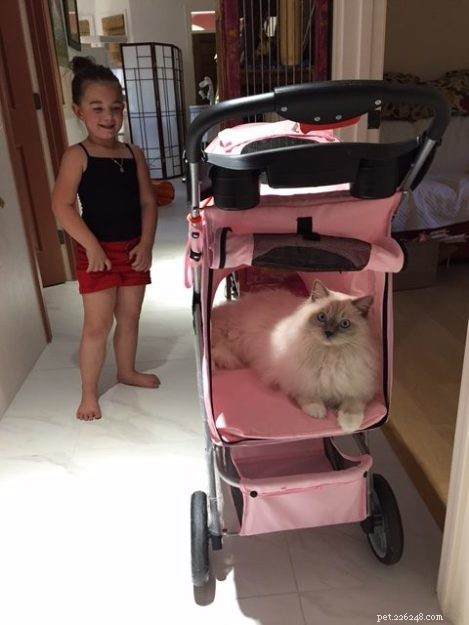 Meet Blue: The Charming Ragdoll Cat of Arizona