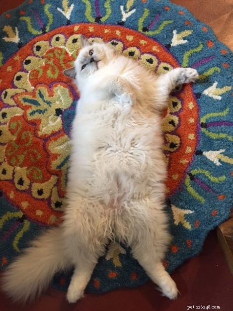 Meet Blue: The Charming Ragdoll Cat of Arizona