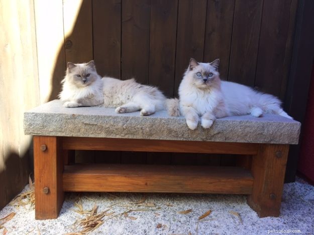 Meet Blue: The Charming Ragdoll Cat of Arizona