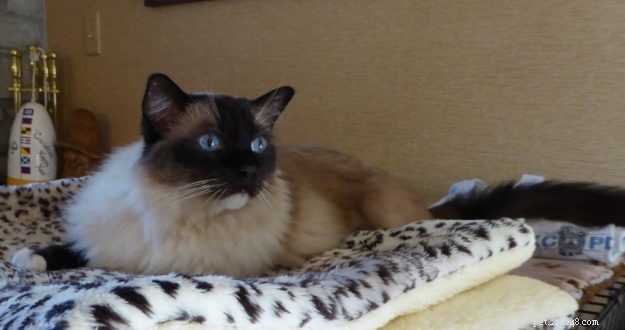 The Distinctive Appearance of Ragdoll Cats: What to Expect