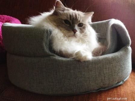 The Distinctive Appearance of Ragdoll Cats: What to Expect