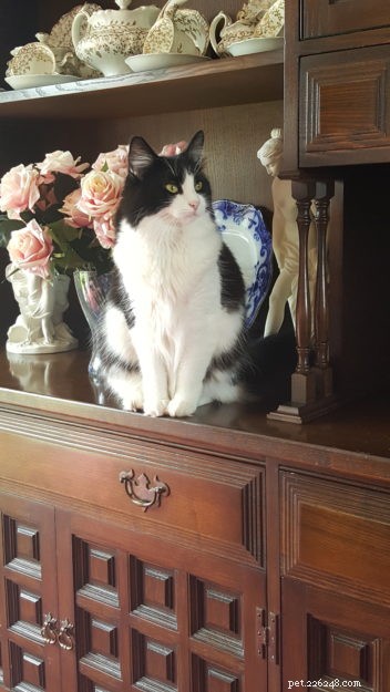 Poppy: Cornwall’s Floppycat Bringing Ragdoll Charm to the Community