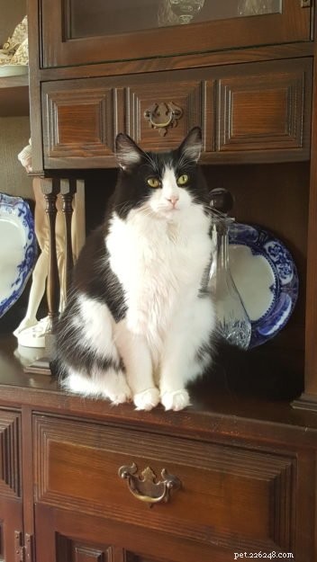 Poppy: Cornwall’s Floppycat Bringing Ragdoll Charm to the Community