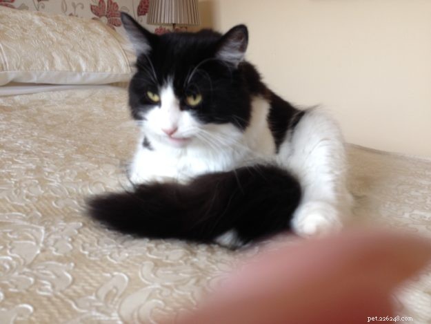 Poppy: Cornwall’s Floppycat Bringing Ragdoll Charm to the Community