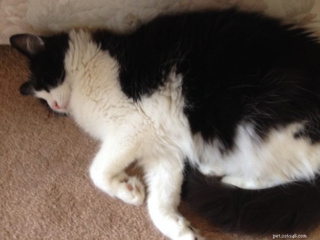 Poppy: Cornwall’s Floppycat Bringing Ragdoll Charm to the Community