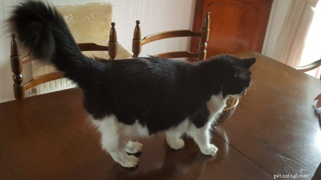 Poppy: Cornwall’s Floppycat Bringing Ragdoll Charm to the Community