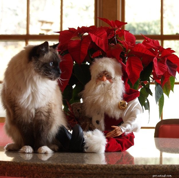 Merry Christmas 2017: A Heartwarming Cat Photo