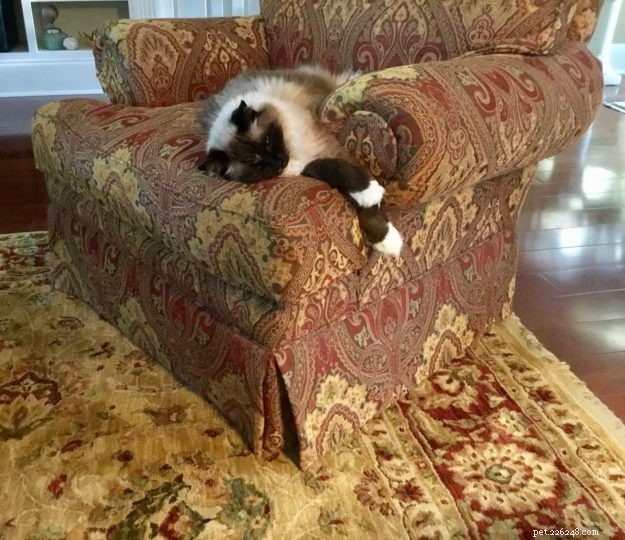 Meet Boots: The Charming Ragdoll Cat of the Week