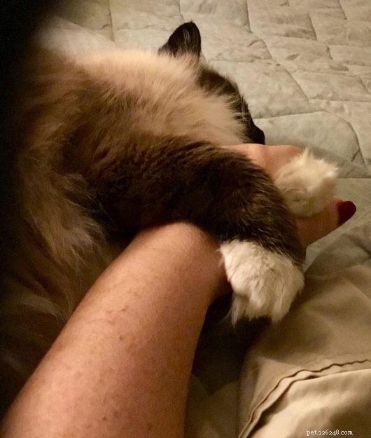 Meet Boots: The Charming Ragdoll Cat of the Week