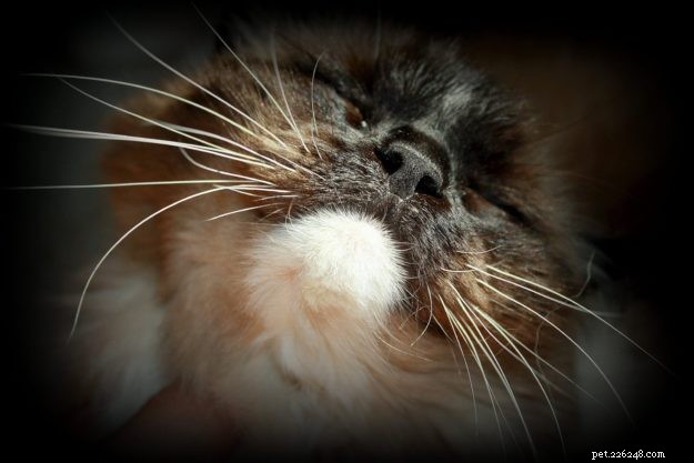 Meet Boots: The Charming Ragdoll Cat of the Week