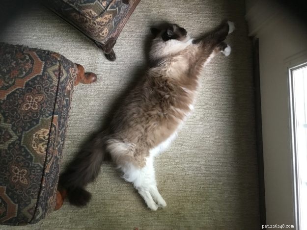 Meet Boots: The Charming Ragdoll Cat of the Week