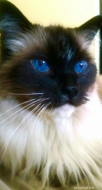 Meet Boots: The Charming Ragdoll Cat of the Week