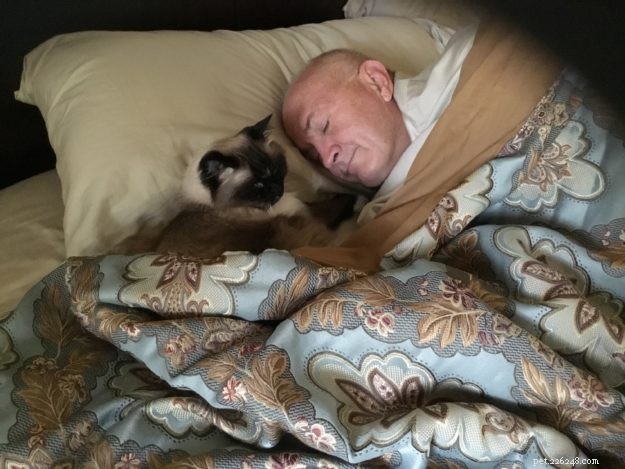 Meet Boots: The Charming Ragdoll Cat of the Week