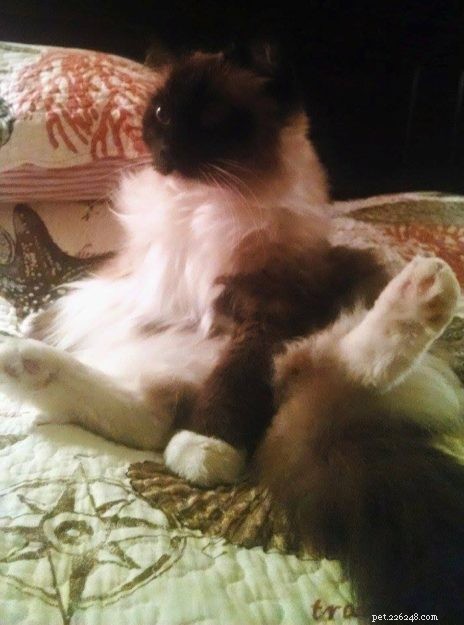Meet Boots: The Charming Ragdoll Cat of the Week
