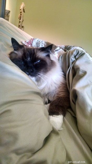Meet Boots: The Charming Ragdoll Cat of the Week
