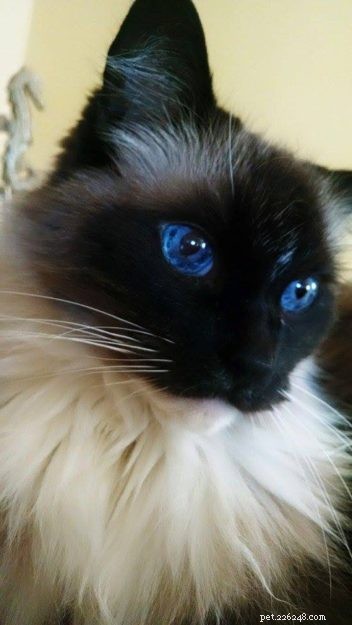 Meet Boots: The Charming Ragdoll Cat of the Week