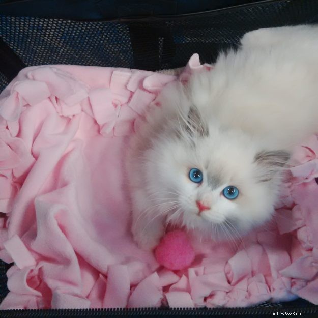 Meet Rosey: Featured Ragdoll Kitten of the Month