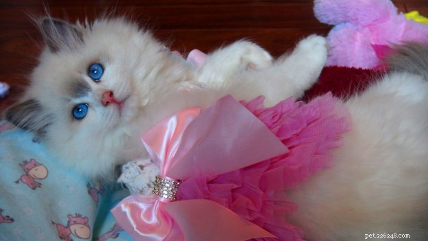 Meet Rosey: Featured Ragdoll Kitten of the Month
