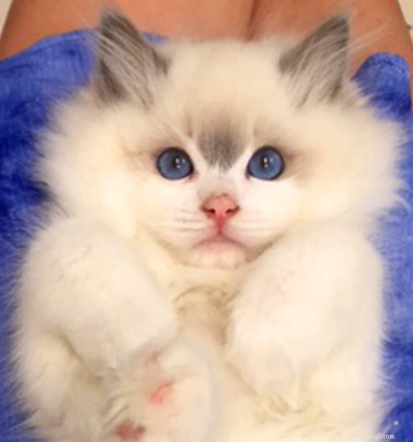 Meet Rosey: Featured Ragdoll Kitten of the Month