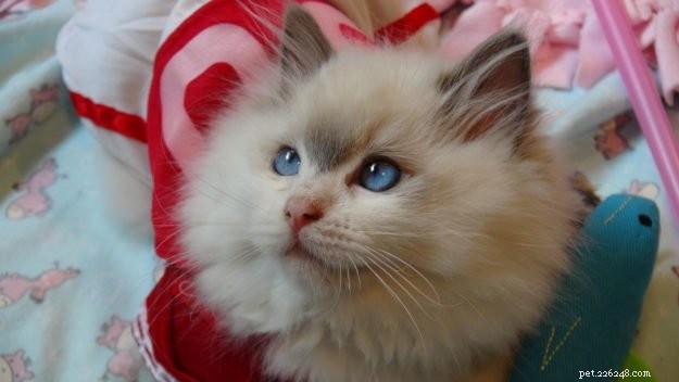 Meet Rosey: Featured Ragdoll Kitten of the Month