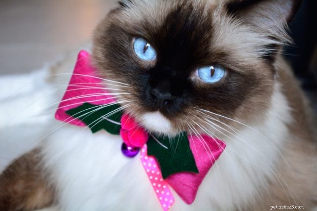 Daisy Blue: The Charming Ragdoll of the Week